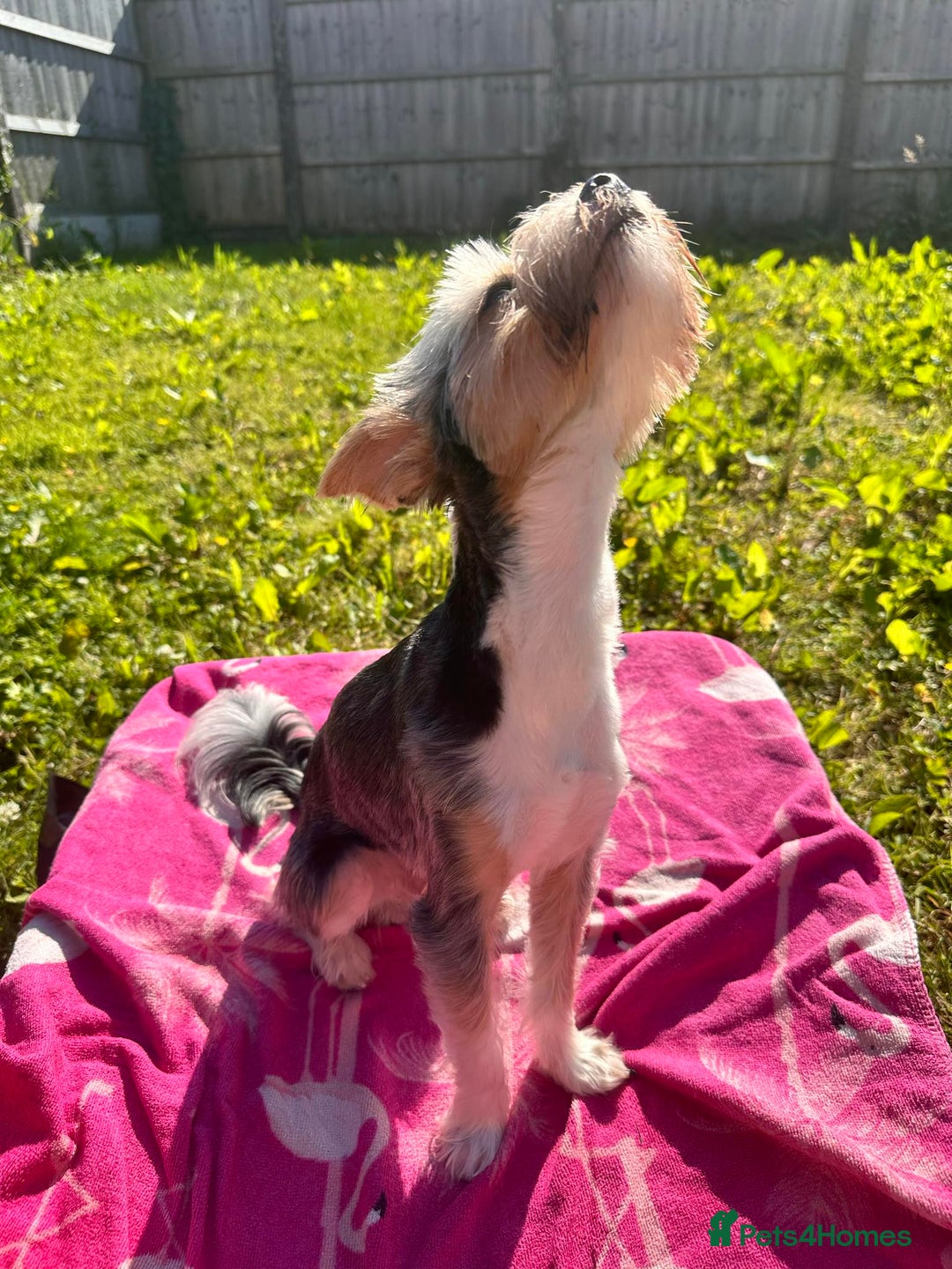 Yorkshire Terrier dogs for stud: DNA TESTED Biewer Yorkshire Terrier for stud in Birkenhead - Image 7