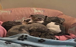 Mixed Breed dogs for sale: Staffy cross American bulldog  - Image 9