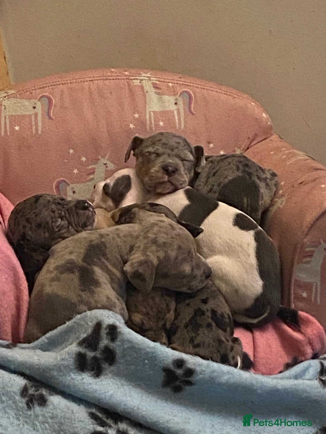 Mixed Breed dogs for sale: Staffy cross American bulldog  - Image 9