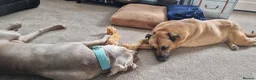 Mixed Breed dogs for adoption: Meet Bruno, currently residing in Surrey  in Walton-on-Thames - Advert 8