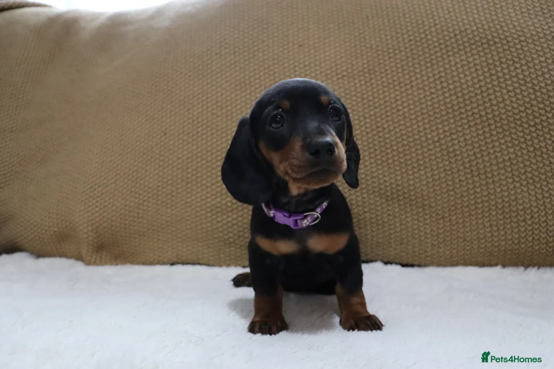 Dachshund dogs for sale: 6 adorable dachshund puppies available  - Advert 7