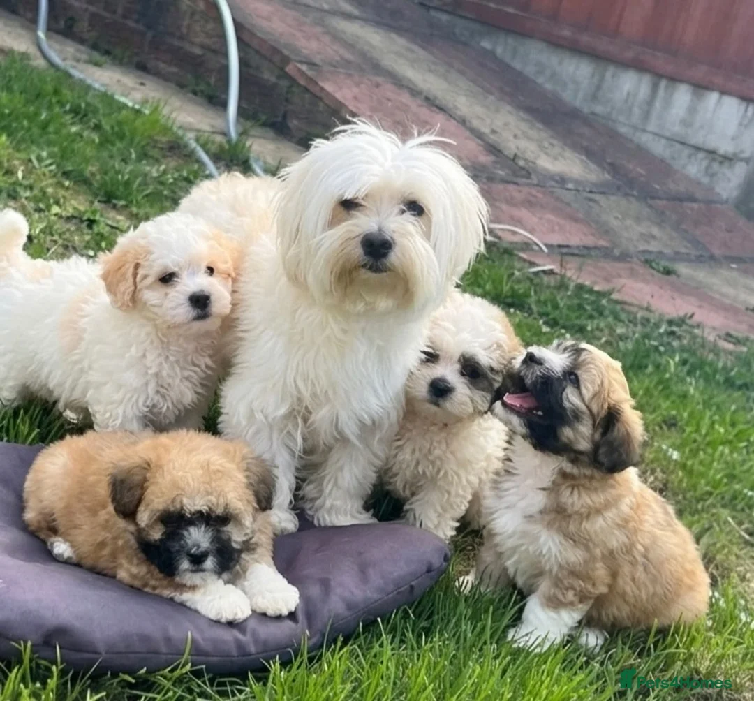 Malshi dogs for sale: Beautiful Malshi puppies - Advert 1