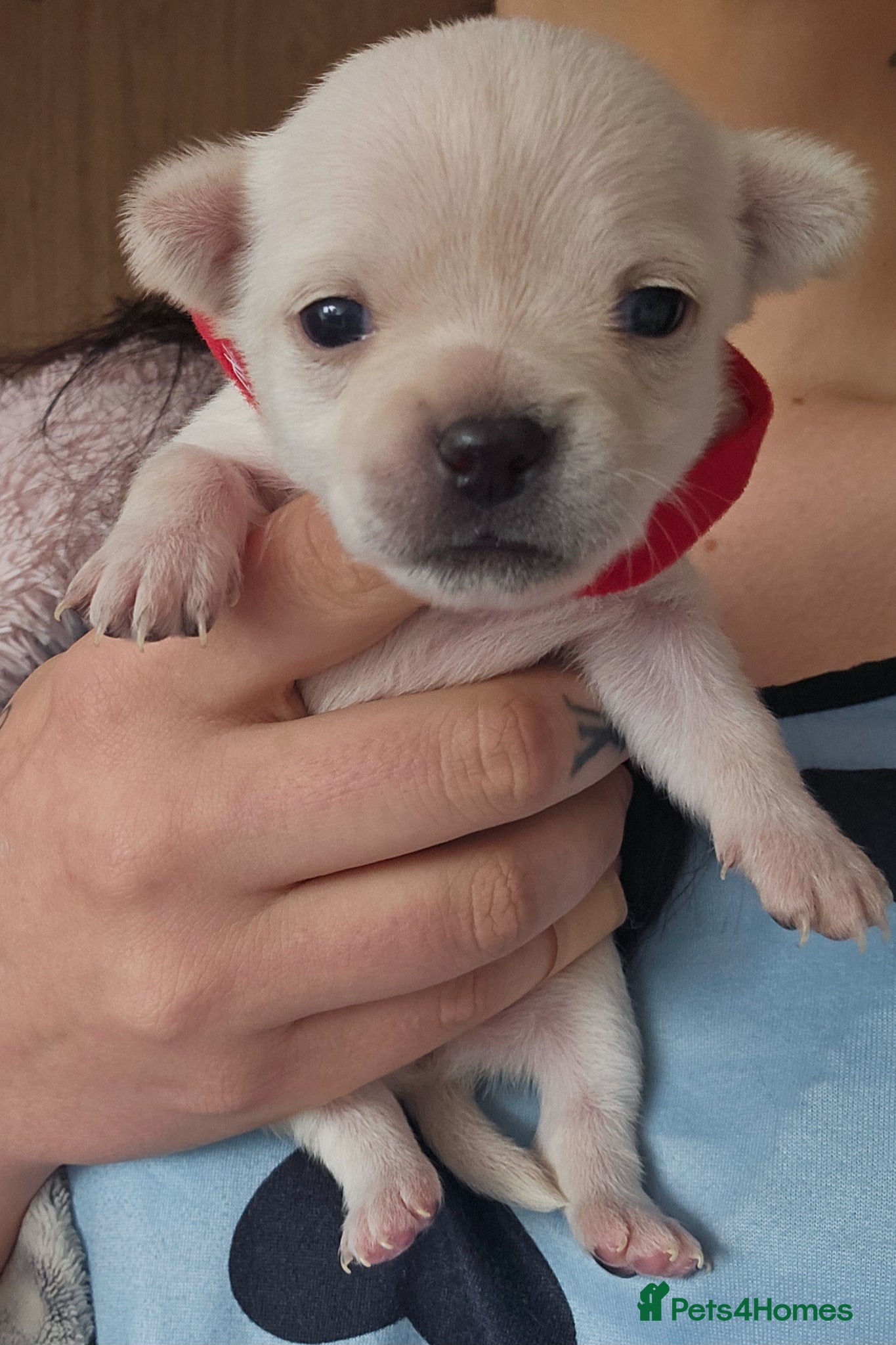 Chihuahua dogs for sale: Chihuahua puppies for sale - Advert 6