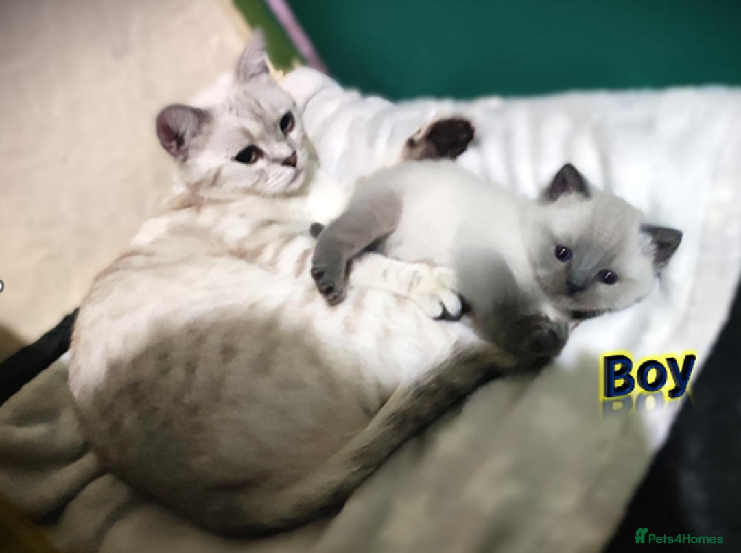 British Shorthair cats for sale: BSH Kittens Ready For New Homes Now - Image 14