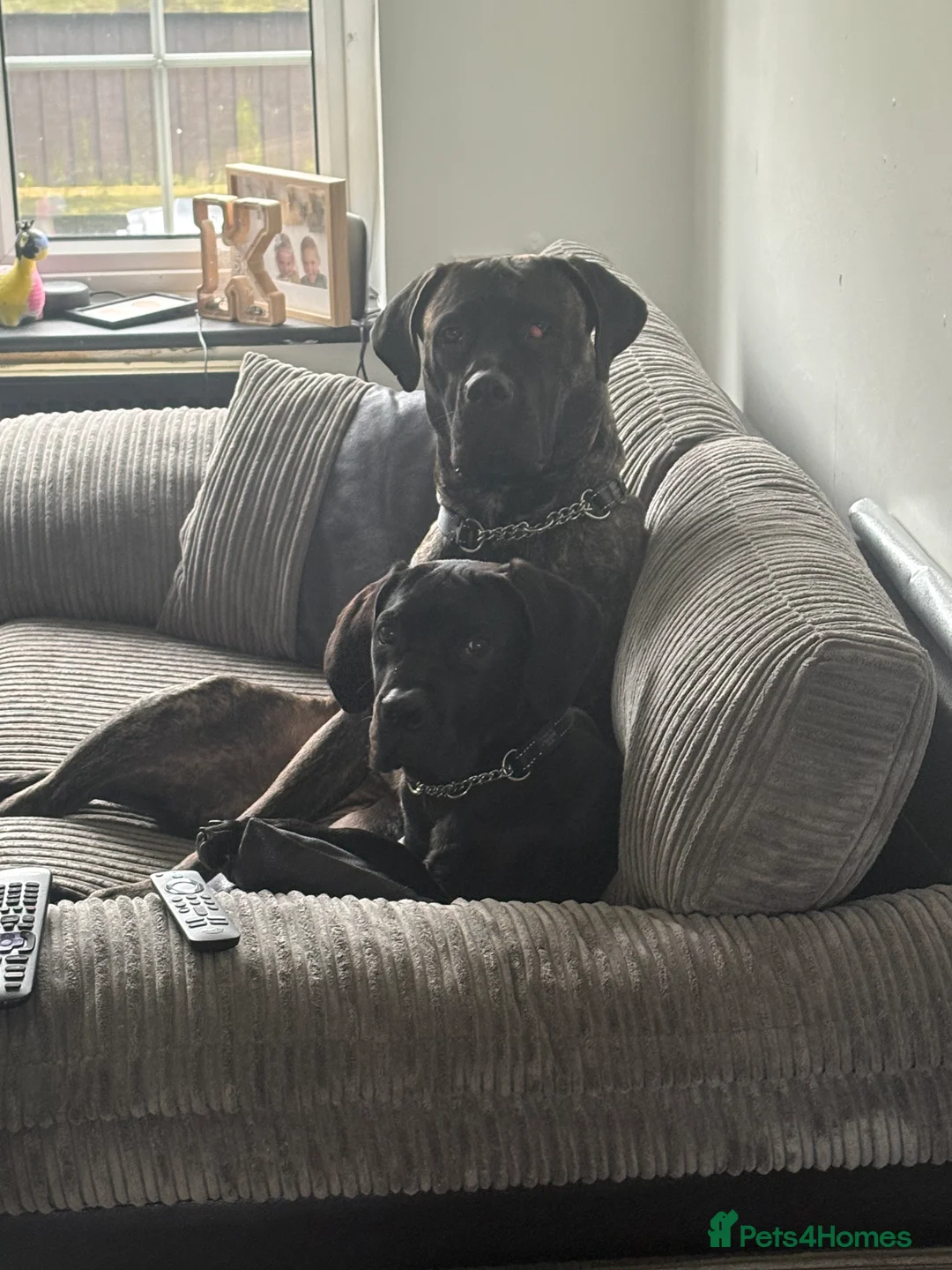 Cane Corso dogs for sale: Beautiful Cane Corso  - Advert 2