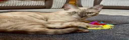 Bengal cats for sale: Seal Solid Silver Mink Bengal TICA registered  - Advert 1