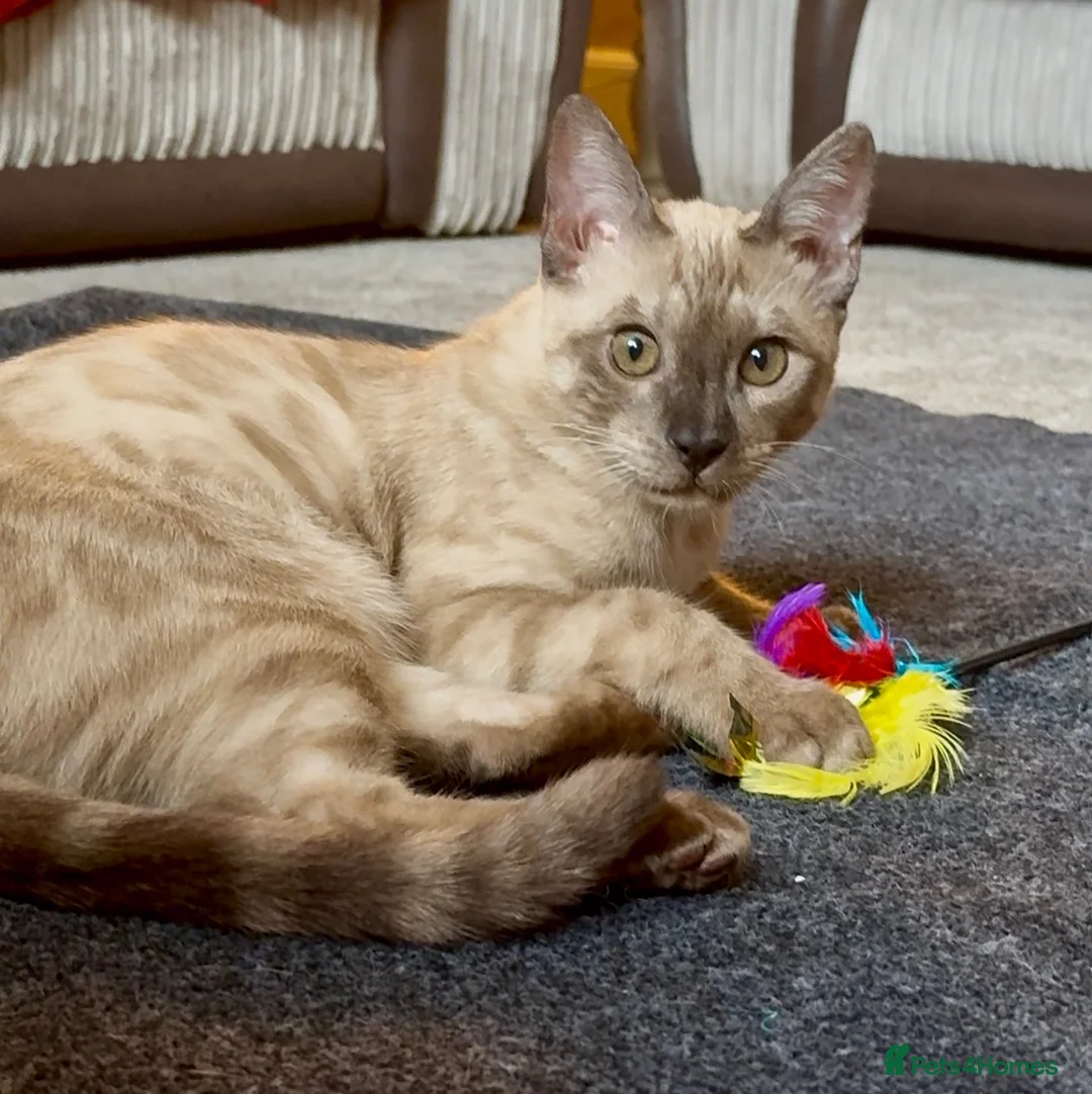 Bengal cats for sale: Seal Solid Silver Mink Bengal TICA registered  - Advert 1