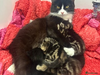 Domestic Shorthair cats for sale - Advert 1