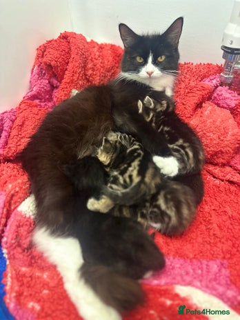 Domestic Shorthair cats - Advert 1