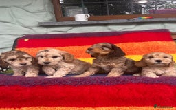 Cockapoo dogs for sale: Cockapoo puppies beautiful colours  - Image 31