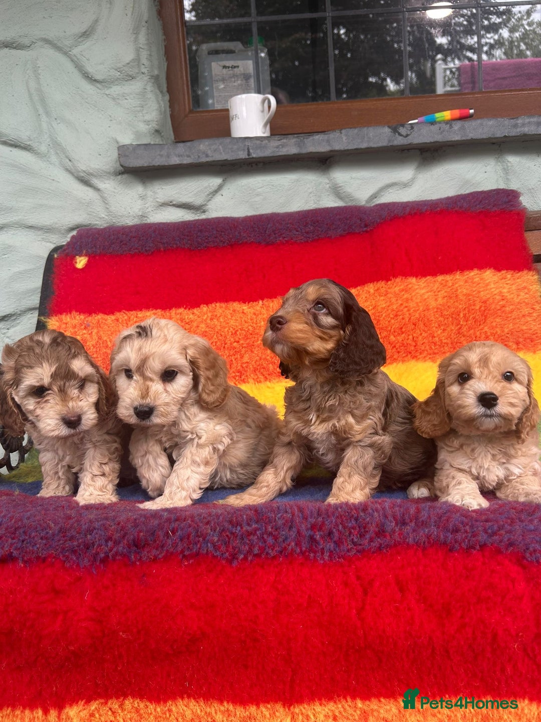 Cockapoo dogs for sale: Cockapoo puppies beautiful colours  - Image 31