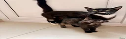 Mixed Breed cats for sale: Adorable Kittens Looking for Loving Homes - Advert 7