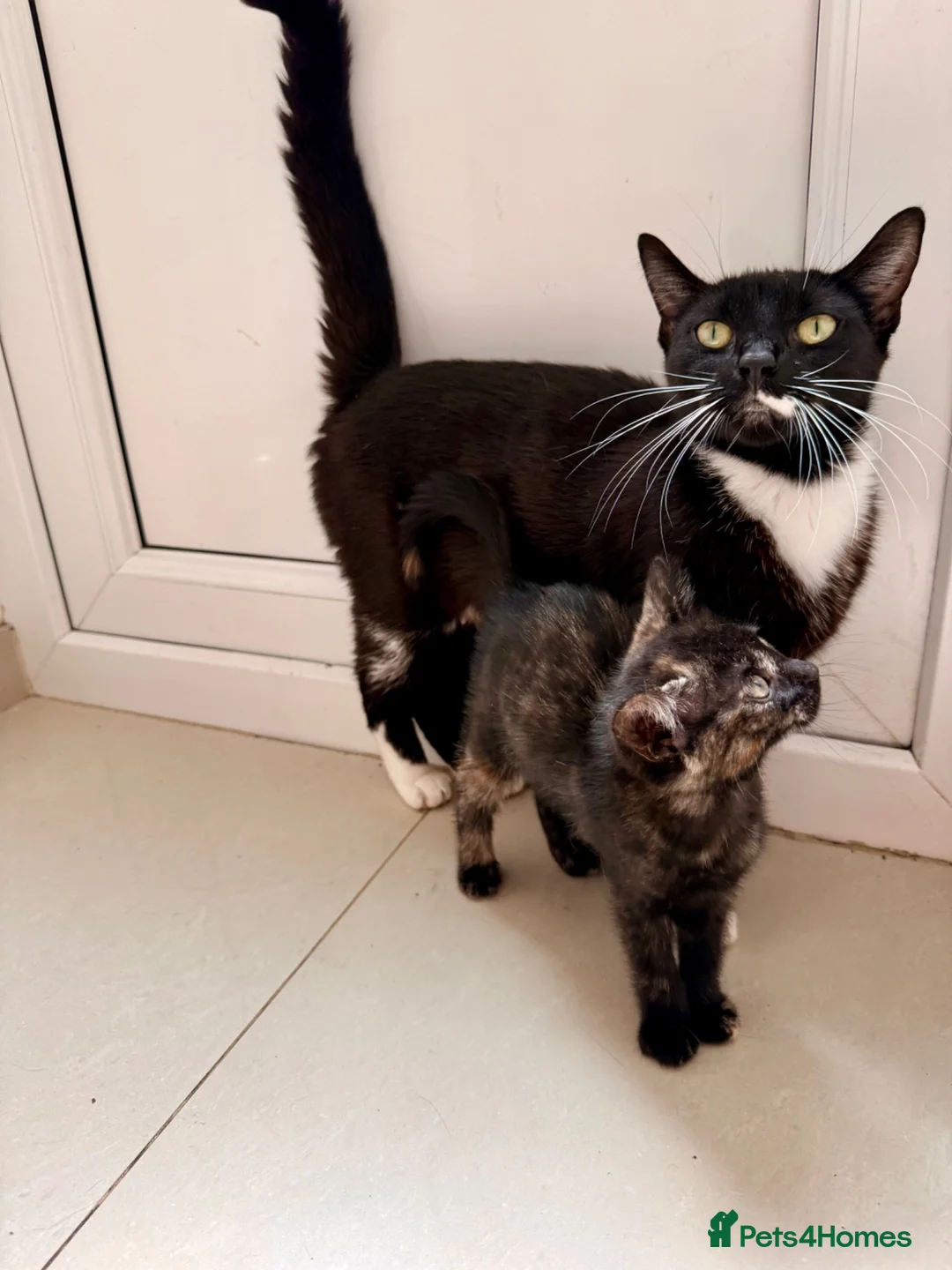 Mixed Breed cats for sale: Adorable Kittens Looking for Loving Homes - Advert 7