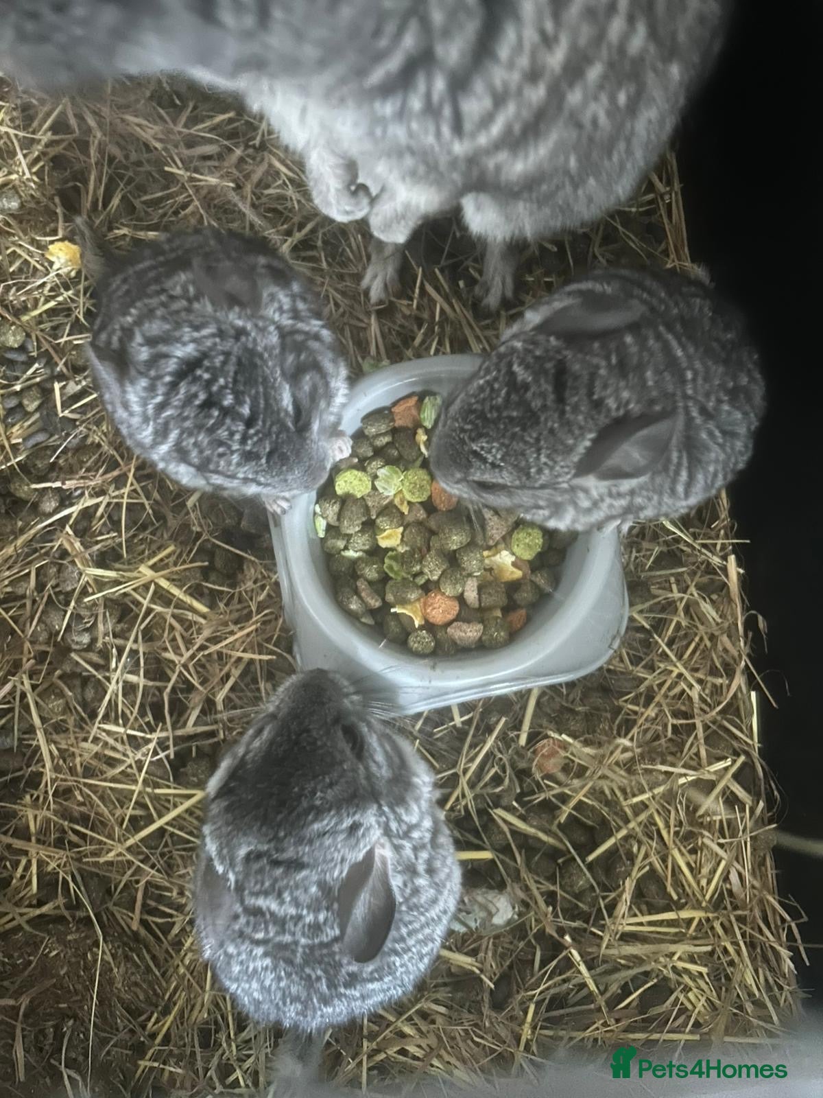 Chinchilla rodents 3 baby chinchillas for sale - Advert 1