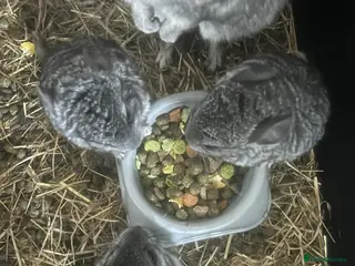 Chinchilla rodents 3 baby chinchillas for sale - Advert 1