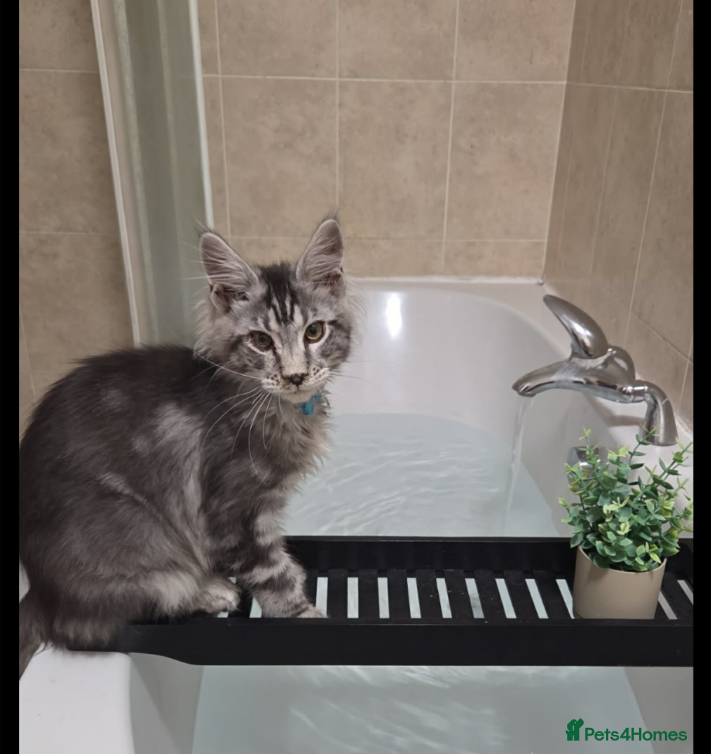 Maine Coon cats Ready now maine coon kittens  - Advert 16