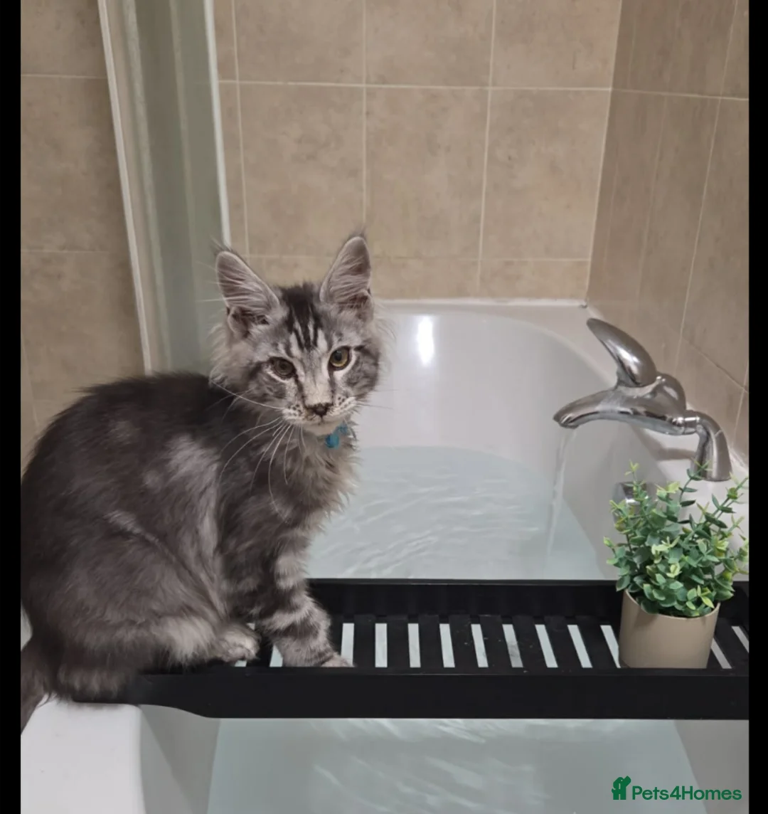 Maine Coon cats for sale: Ready now maine coon kittens  - Advert 1