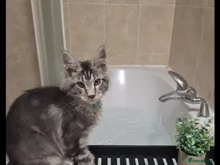 Maine Coon cats Ready now maine coon kittens - Advert 16