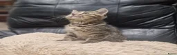 Mixed Breed cats for sale: Last One Left! Male Tabby Kitten - Ready Now - Advert 3