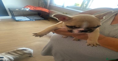 French Bulldog dogs - Advert 2