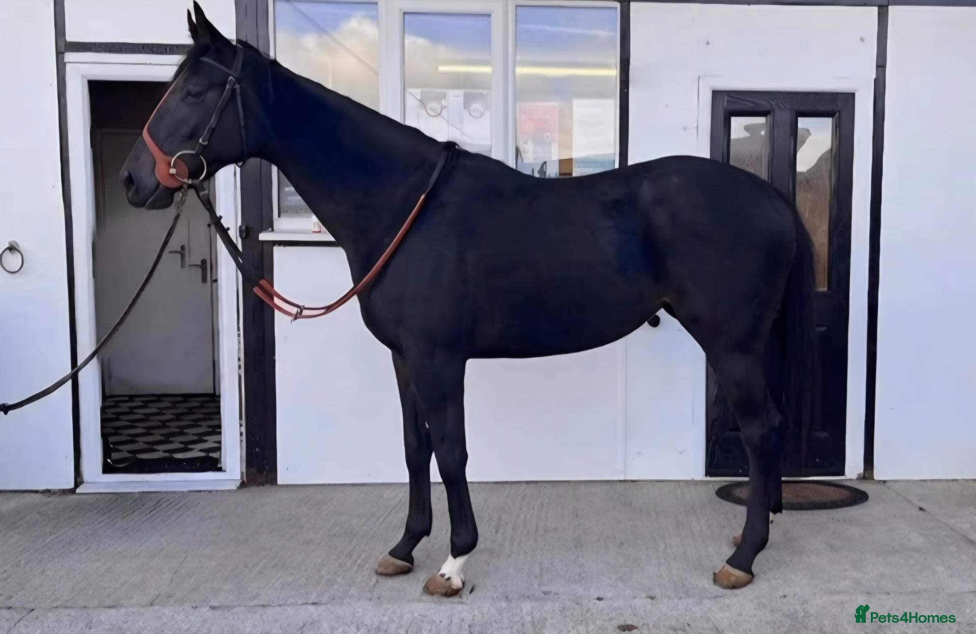 English Thoroughbred horses Grey Gelding 3yrs 16hh & 2&3yr old fillies.  - Advert 1
