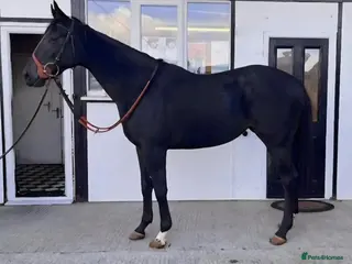 English Thoroughbred horses Grey Gelding 3yrs 16hh & 2&3yr old fillies. - Advert 1