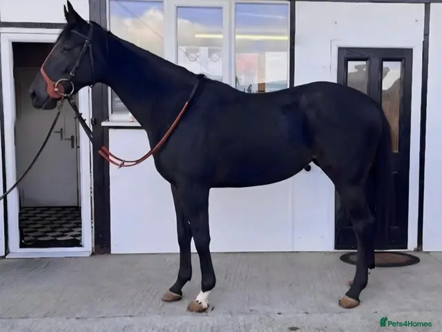 English Thoroughbred horses Grey Gelding 3yrs 16hh & 2&3yr old fillies. - Advert 1