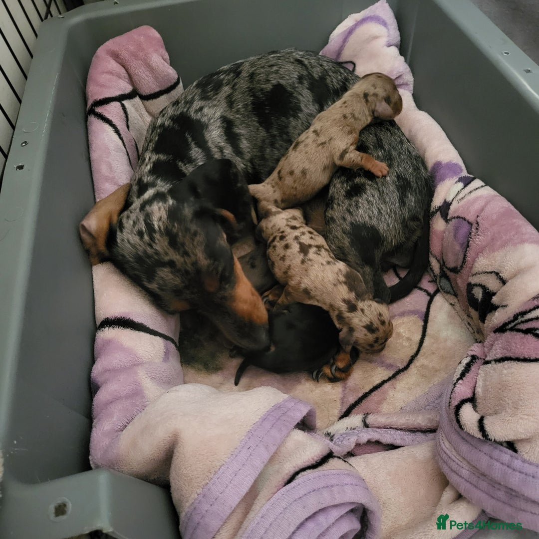 Dachshund dogs for sale: Miniture dashound  - Image 7