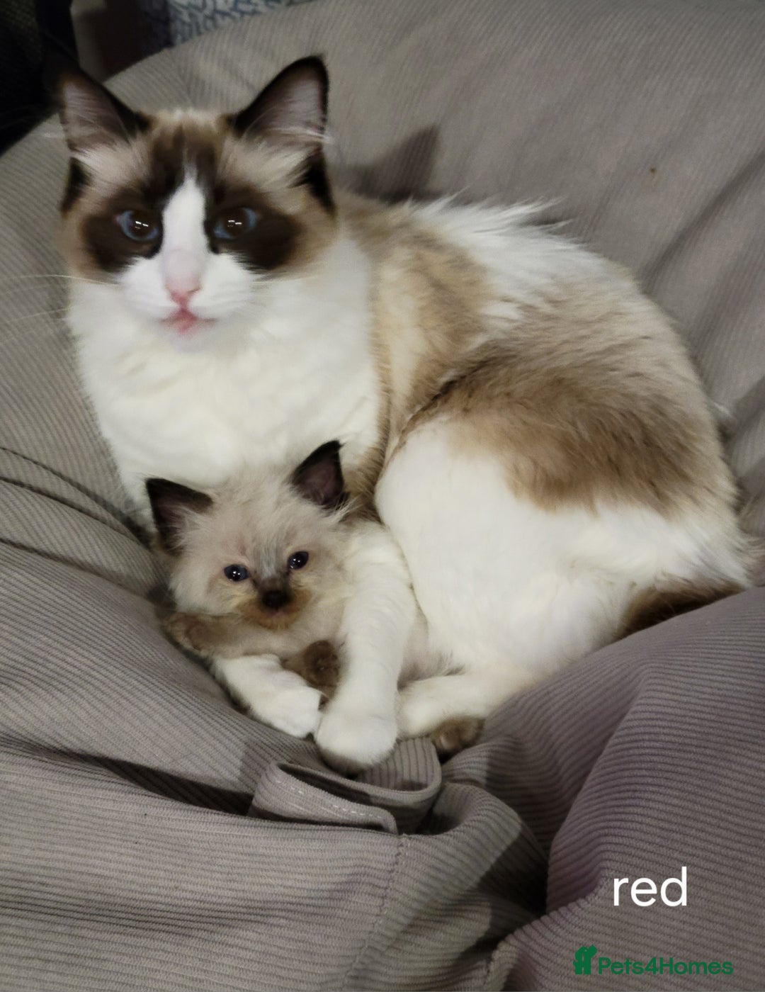 Ragdoll cats for sale: 5 very loved and spoiled Ragdoll kitttens - Advert 10