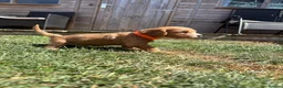 Cavapoo dogs for sale: Cavapoo puppies  - Advert 17