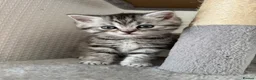 British Shorthair cats for sale: 🐾 FOR SALE: 5 British Shorthair Bosses 🐾 - Advert 11
