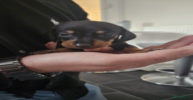 Miniature Dachshund dogs ❤️ 🐕 Miniature Dachshunds  - Advert 2