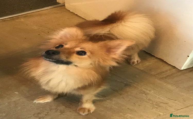 Pomeranian dogs - Advert 6