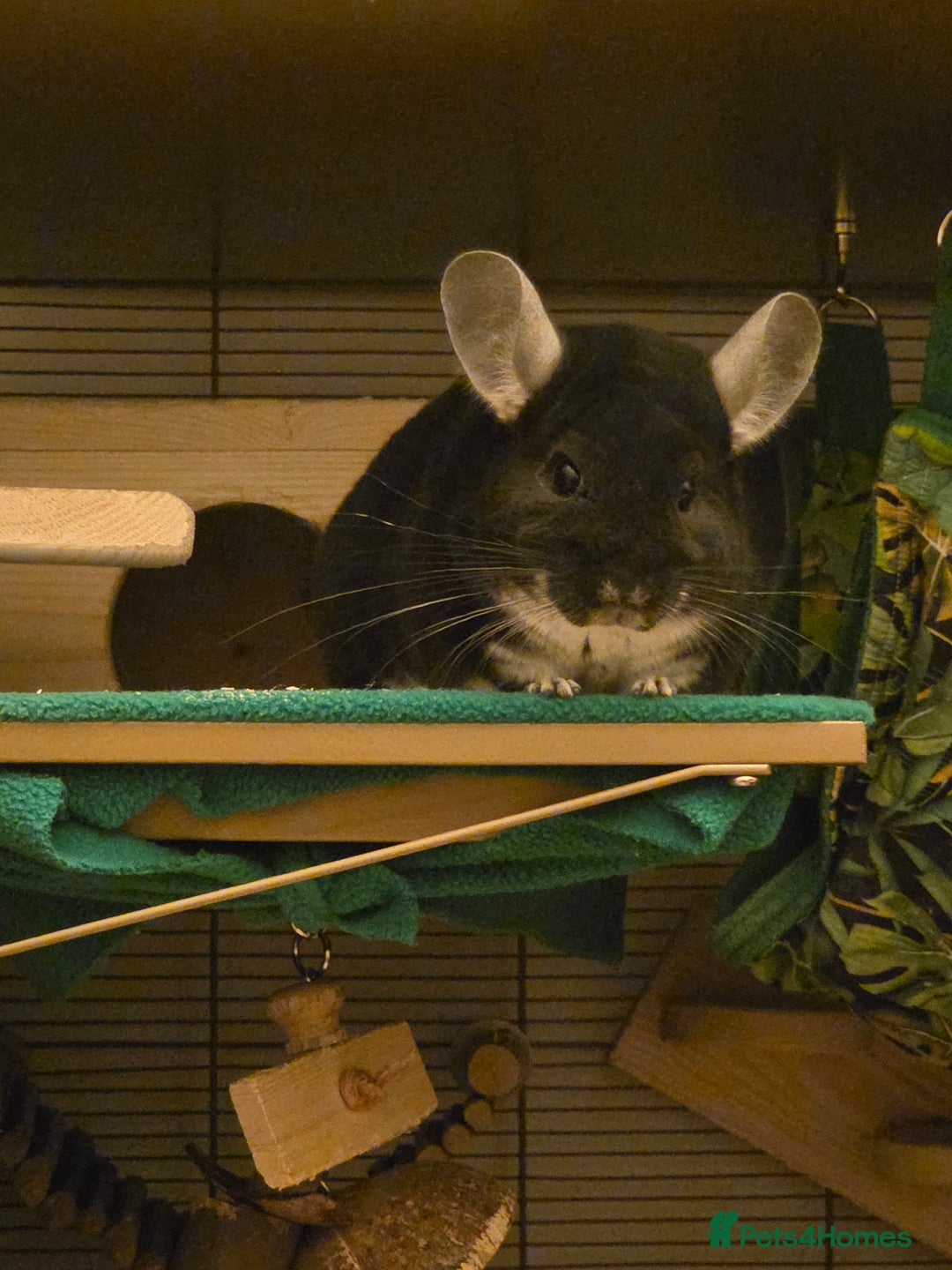 Chinchilla rodents for sale: Two Male Chinchillas with Cage and Set-Up - Advert 16