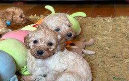 Cockapoo dogs for sale: Teddy bear cute Tiny Cockapoos  - Advert 24