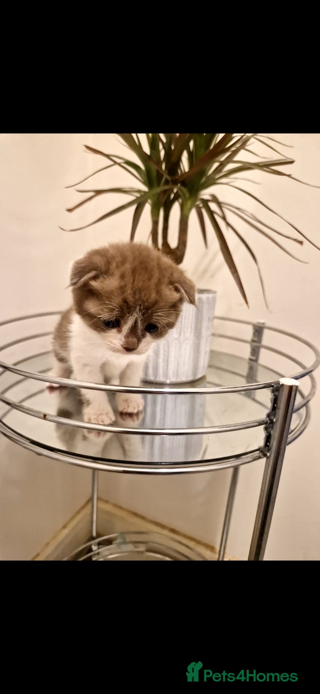 Scottish Fold cats for sale: Two Beautiful Scottish Fold Kittens - Advert 5