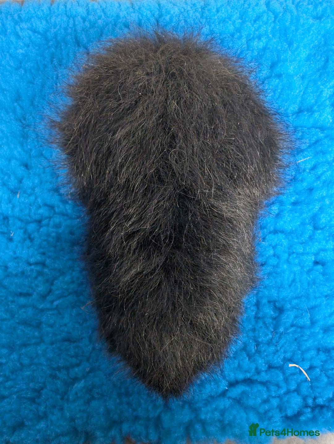 Guinea Pig rodents for sale: Proven Swiss Boar 9m - Advert 2