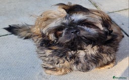 Shih Tzu dogs for sale: Beautiful 16 month old Shih Tzu female - Image 7