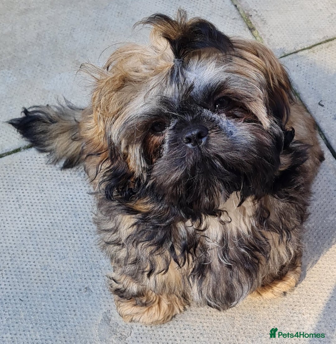 Shih Tzu dogs for sale: Beautiful 16 month old Shih Tzu female - Image 7
