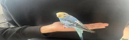 Budgerigars birds for sale: Super hand tamed baby budgies  - Advert 9