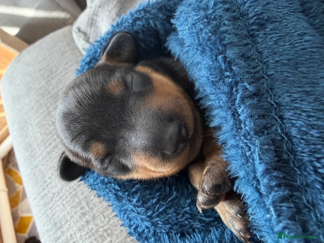 Miniature Dachshund dogs for sale: Beautiful miniature dachshund puppies  in Wednesbury - Advert 2