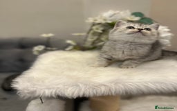 British Shorthair cats for sale: Silver Spotted Full Pedigree Registered BSH - Image 15