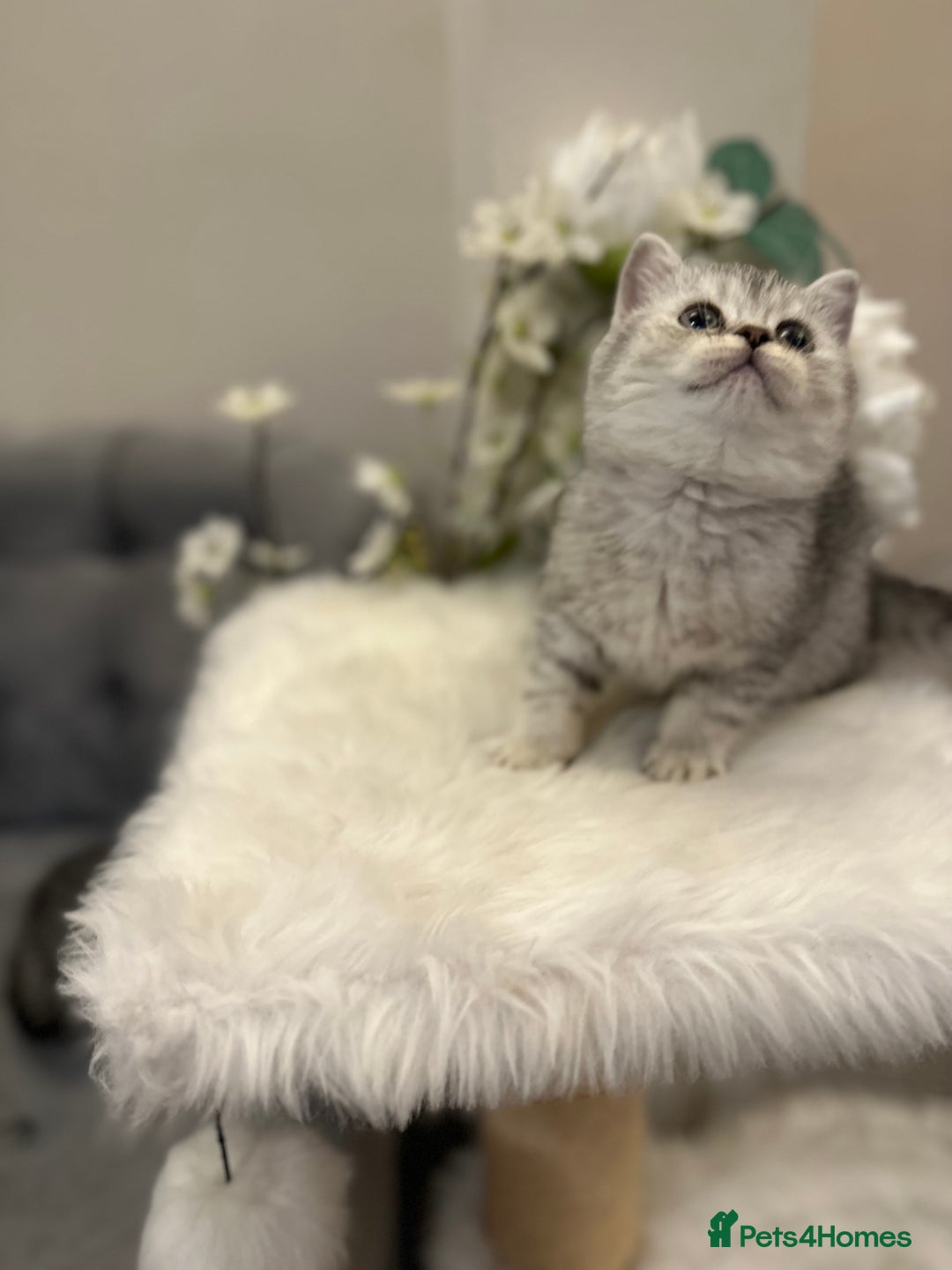 British Shorthair cats for sale: Silver Spotted Full Pedigree Registered BSH - Image 15