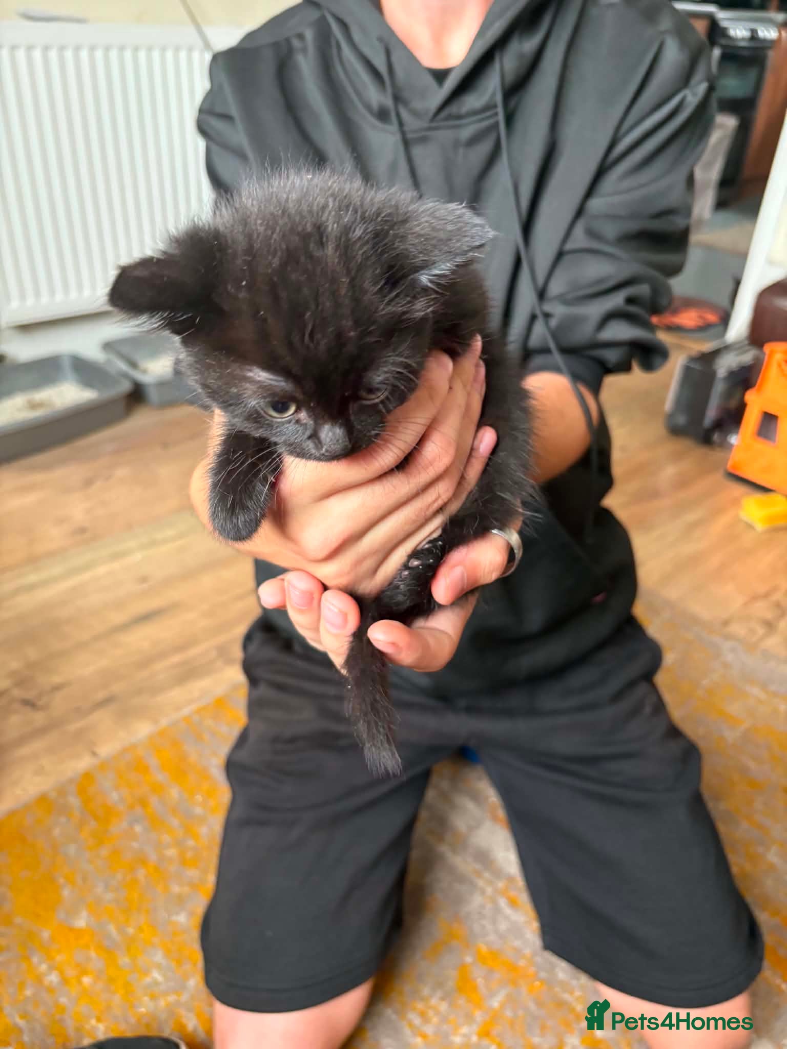 Mixed Breed cats Kittens - Advert 3