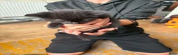 Mixed Breed cats for sale: Kittens in Great Yarmouth - Advert 1