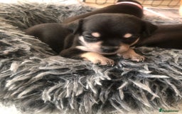 Chihuahua dogs for sale: Adorable black and tan chihuahua puppies  - Image 15
