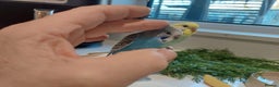 Budgerigars birds for sale: Tame Baby Budgies - Advert 5