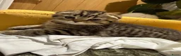 Scottish Fold cats for sale: Adorable Scottish fold kittens for sale🐾 - Advert 16