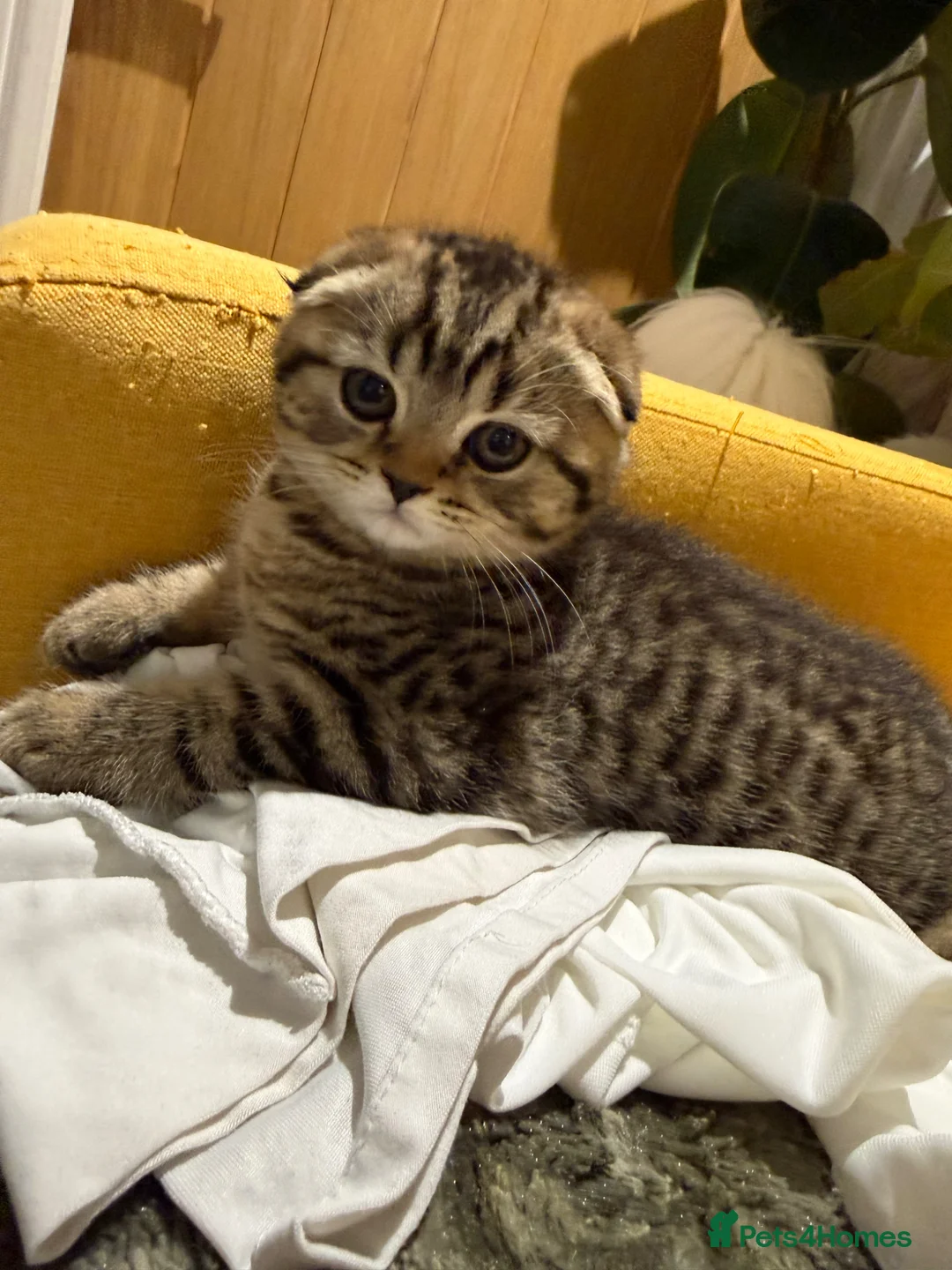 Scottish Fold cats for sale: Adorable Scottish fold kittens for sale🐾 - Advert 16