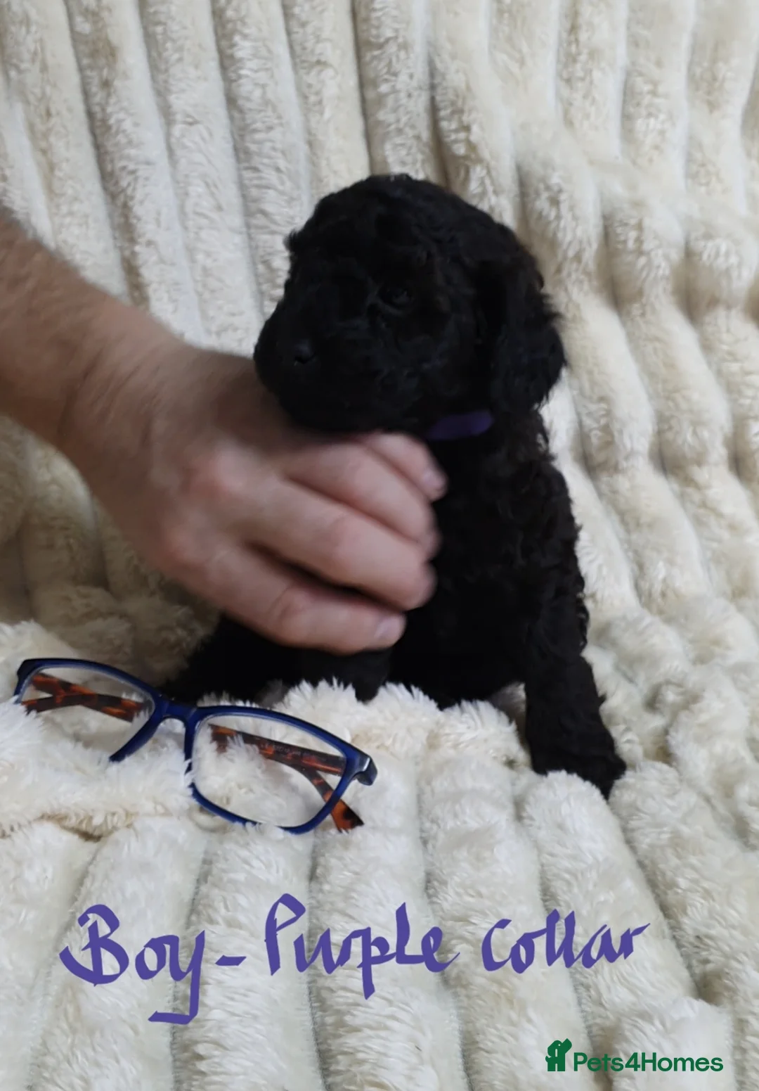 Toy Poodle dogs for sale: Tiny Toy Poodle puppies ready to leave 1st March - Advert 20